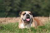 BULLDOG ANGLAIS 178